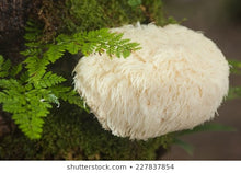 Ladda upp bild till gallerivisning, Spagyrisk Lionsmane Tinktur 20 ml